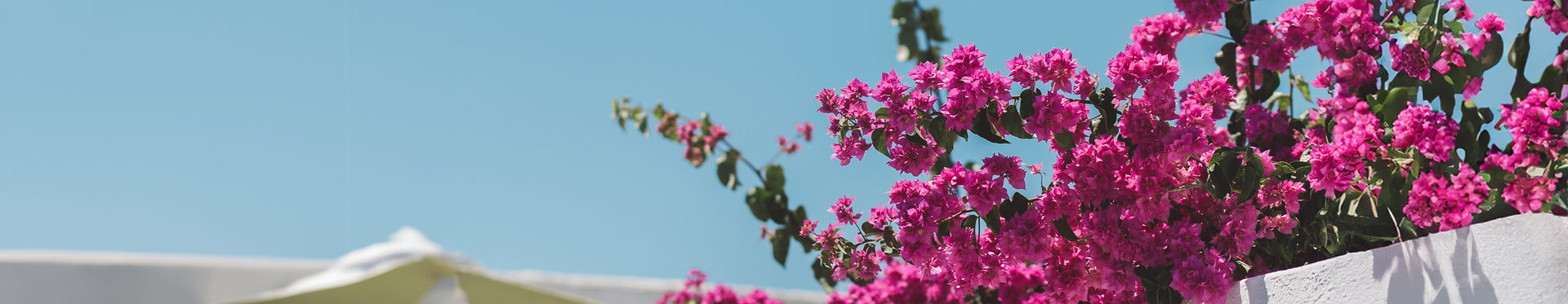 <font color="#ffffff">Bougainvillea Collection</font>